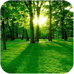 Green Forest APK download