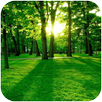 Green Forest APK