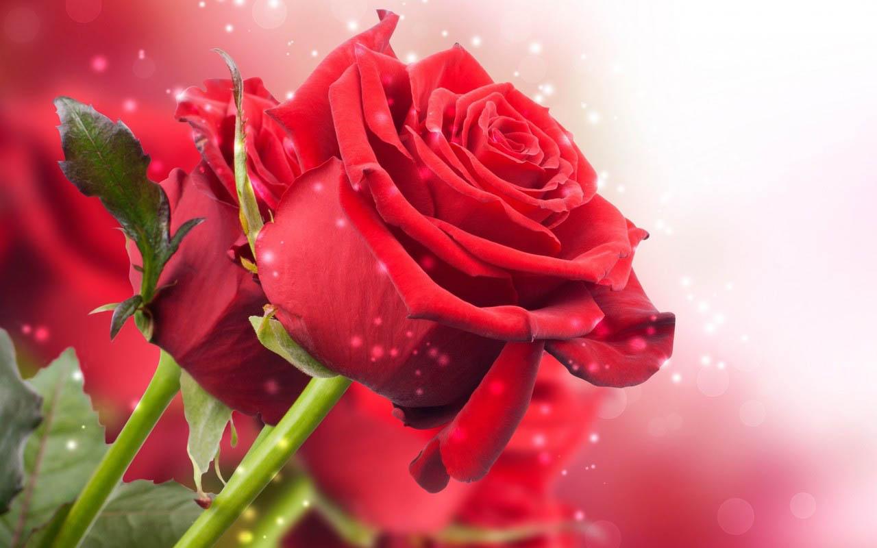 3D Rose APK  for Android – Download 3D Rose APK Latest Version from  