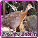 Pássaros Nativos - Canto Zabele APK