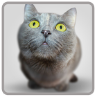 Wallpaper Kucing Lucu Menggemaskan icon