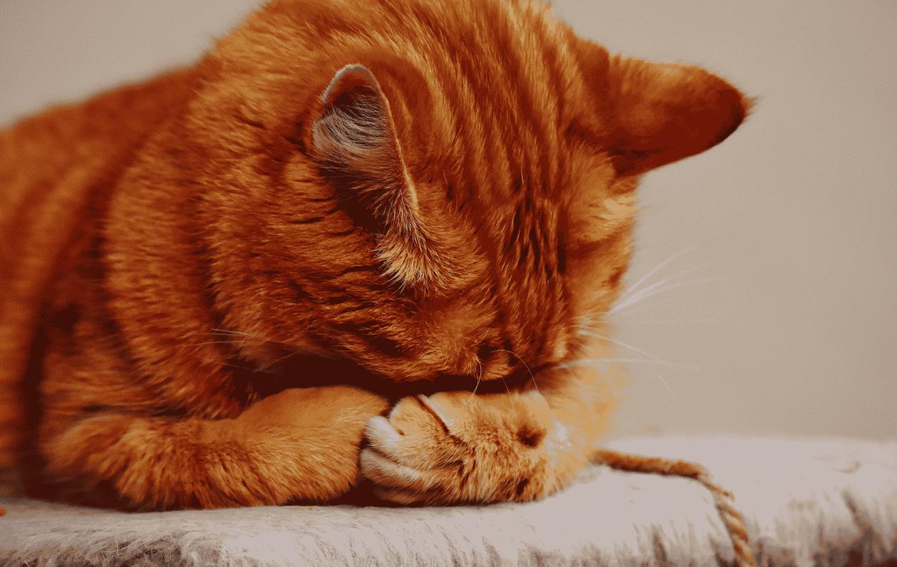 Wallpaper Kucing Lucu Menggemaskan For Android APK Download