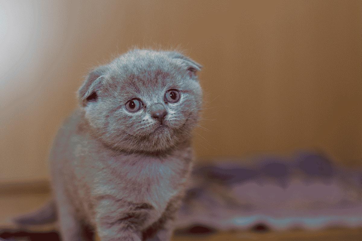 Wallpaper Kucing Lucu Menggemaskan For Android APK Download