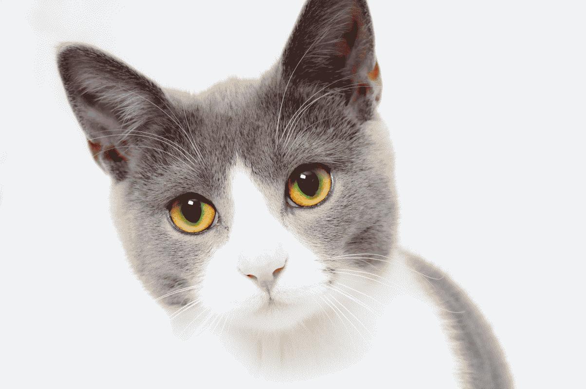 Wallpaper Kucing Lucu Menggemaskan For Android APK Download