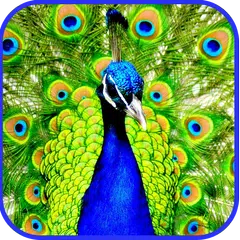 Peacock Live Wallpaper APK download