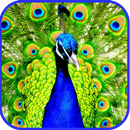 Peacock Live Wallpaper APK