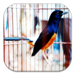 ”Burung Kicau Indonesia