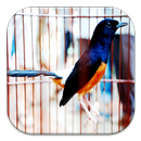 APK Burung Kicau Indonesia