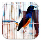Burung Kicau Indonesia ikon