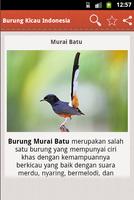 Burung Kicau Indonesia capture d'écran 3