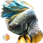 Betta fish Wallpaper HD icône