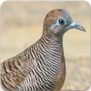 Zebra Dove Call: Zebra Dove Sound, Zebra Dove Song APK