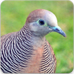 Zebra Dove Bird Sound : Zebra Dove Song