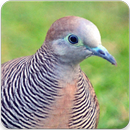 Zebra Dove Bird Sound : Zebra Dove Song APK