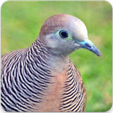 Zebra Dove Bird Sound : Zebra Dove Song icon