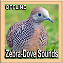 Bird Sounds : Zebra Dove APK