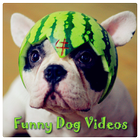 Funny Dog Videos-icoon