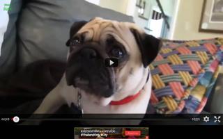 Funny Dog Videos screenshot 1