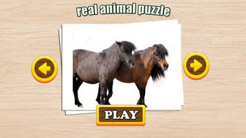 برنامه‌نما Real Animal Puzzle Jigsaw عکس از صفحه