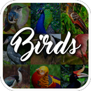 Ensiklopedia burung APK