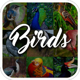 Bird Encyclopedia icon