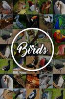 Poster Bird Encyclopedia