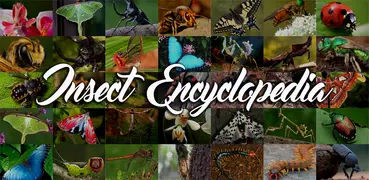 Insect Encyclopedia