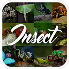 Insect Encyclopedia icon