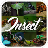 ikon Ensiklopedi serangga