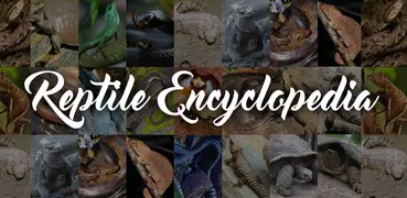 Reptile Animal Encyclopedia