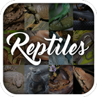 Reptielen dierenencyclopedie-icoon