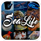 Sea Animal Encyclopedia icon