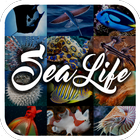 Sea Animal Encyclopedia-icoon