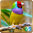 Bird Sounds