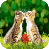 Cat Wallpapers آئیکن