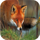 Fox Wallpapers 圖標