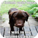 Funny Dog Wallpapers APK