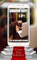 Funny Dog Wallpapers Affiche