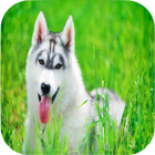 Husky Wallpapers-icoon