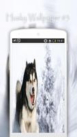 Husky Wallpapers screenshot 3