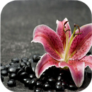 Lily Wallpapers APK