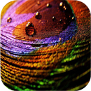 Peacock Wallpapers APK