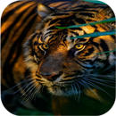 Tiger Wallpapers APK