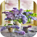 Flowers Wallpapers APK