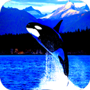 Orca camera LIVE APK