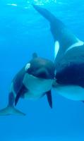 Orca camera LIVE تصوير الشاشة 1