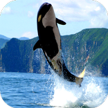 Orcas #2 camera LIVE