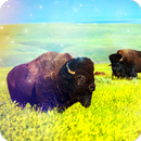 Bison camera LIVE APK