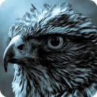 Falcon ONline cam ikona