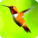 Hummingbird ONline cam APK